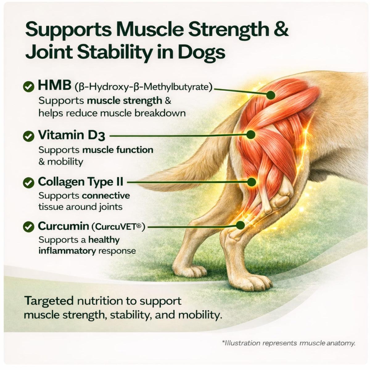Healthy Muscle & Strength Powder for Dogs E210